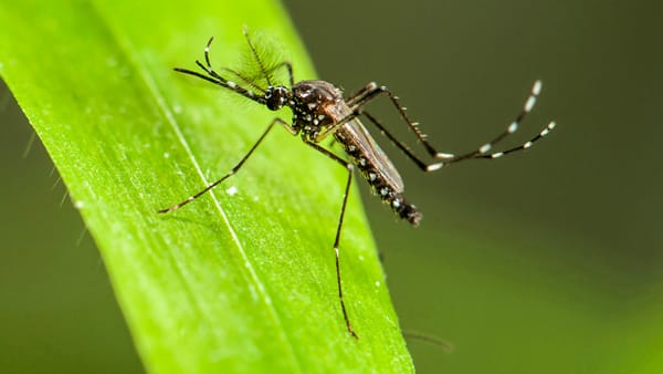 Trattamento antizanzare Aedes aegypti 